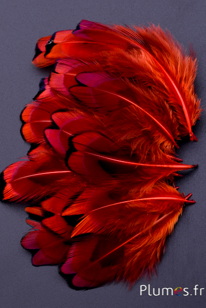 Faisan de Colchide - 3-5 cm - orange sanguin